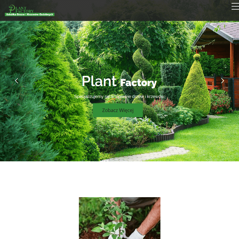 Krzewy iglaste do ogrodu